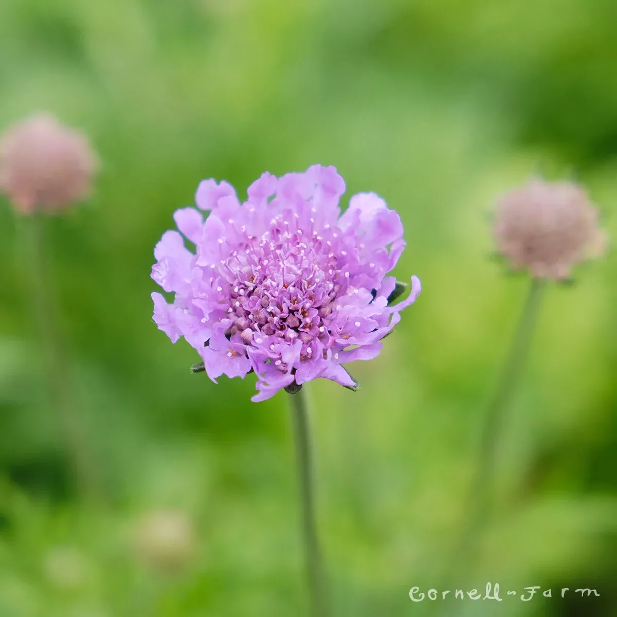 Scabiosa Vivid Violet 2gal