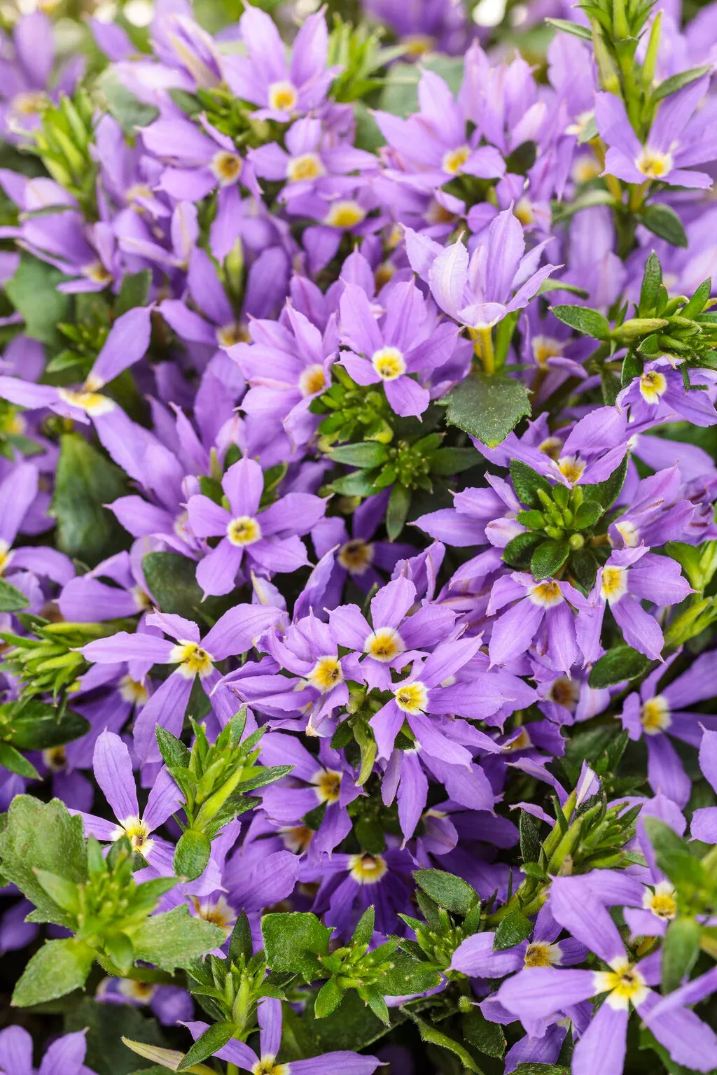 Scaevola aemula 'Stardiva Blue'