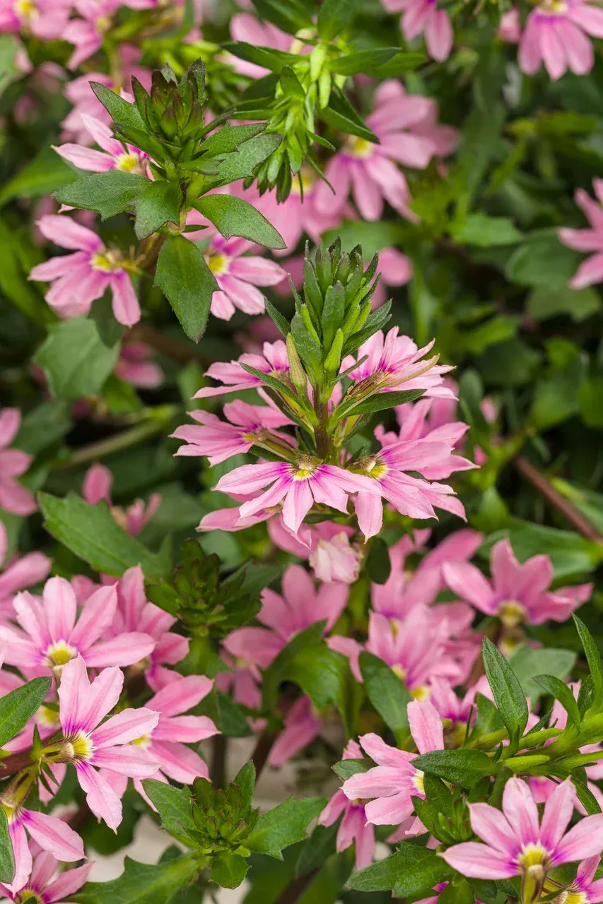 Scaevola aemula 'Whirlwind Pink'