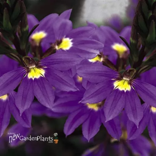 Scaevola 'Whirlwind Blue' - 4.5" Pot