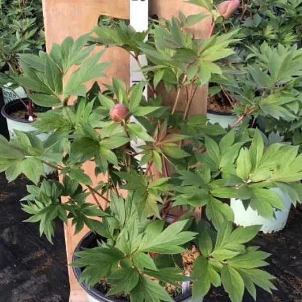 Scarlet Heaven Itoh Peony – #2 Container