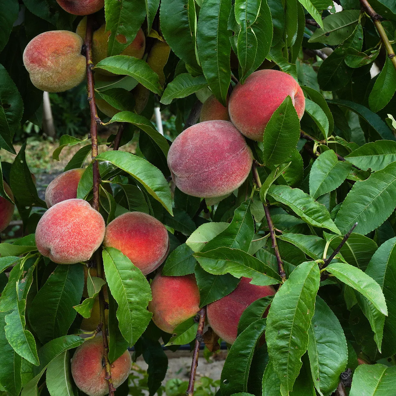Scarlet Prince Peach Tree – 5-6 FT
