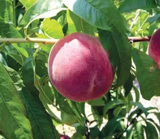 ScarletPearl Peach Tree