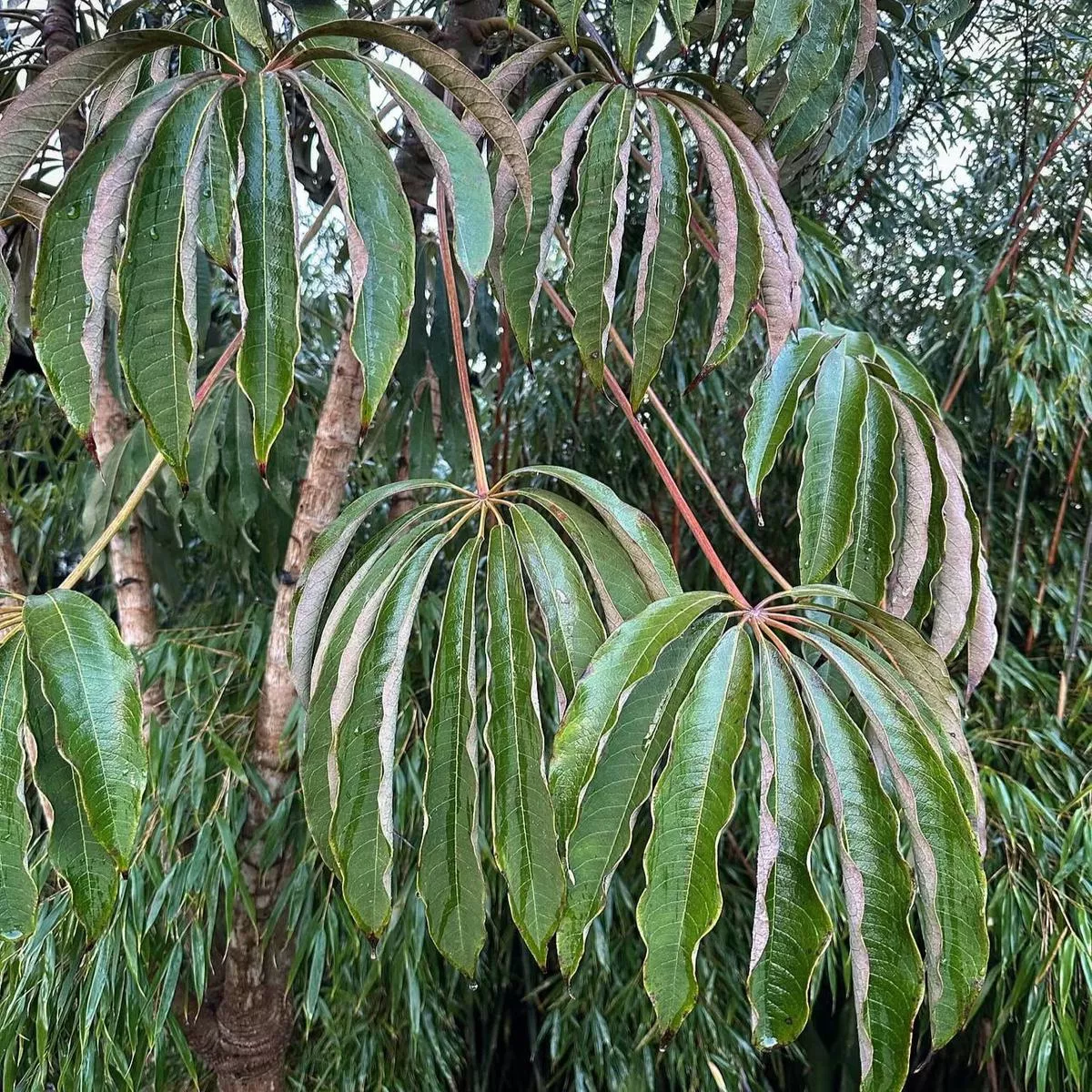 Schefflera rhododendrifolia