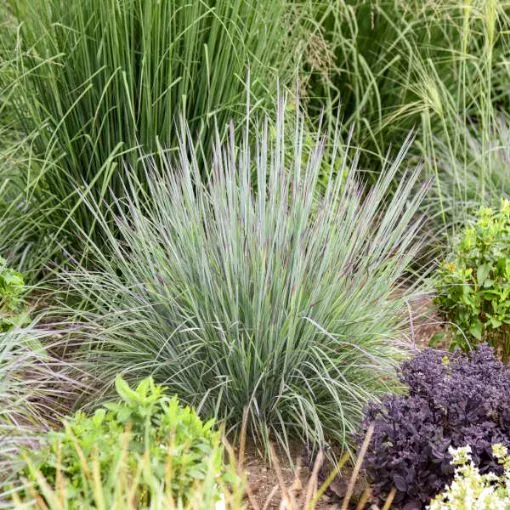 Schizachyrium 'Brush Strokes' PP36206 - One Quart Pot