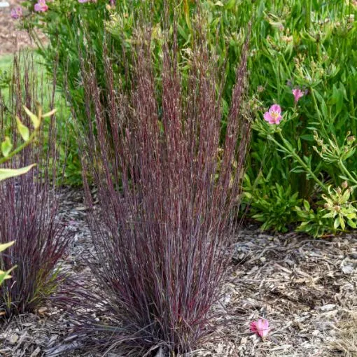 Schizachyrium 'Cinnamon Sticks' PPAF - One Quart Pot