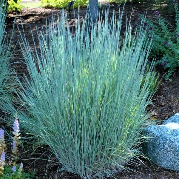 Schizachyrium scoparium ‘The Blues’