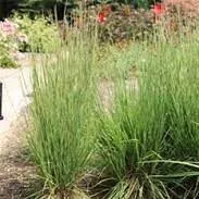 Schizachyrium scoparium Little Arrow