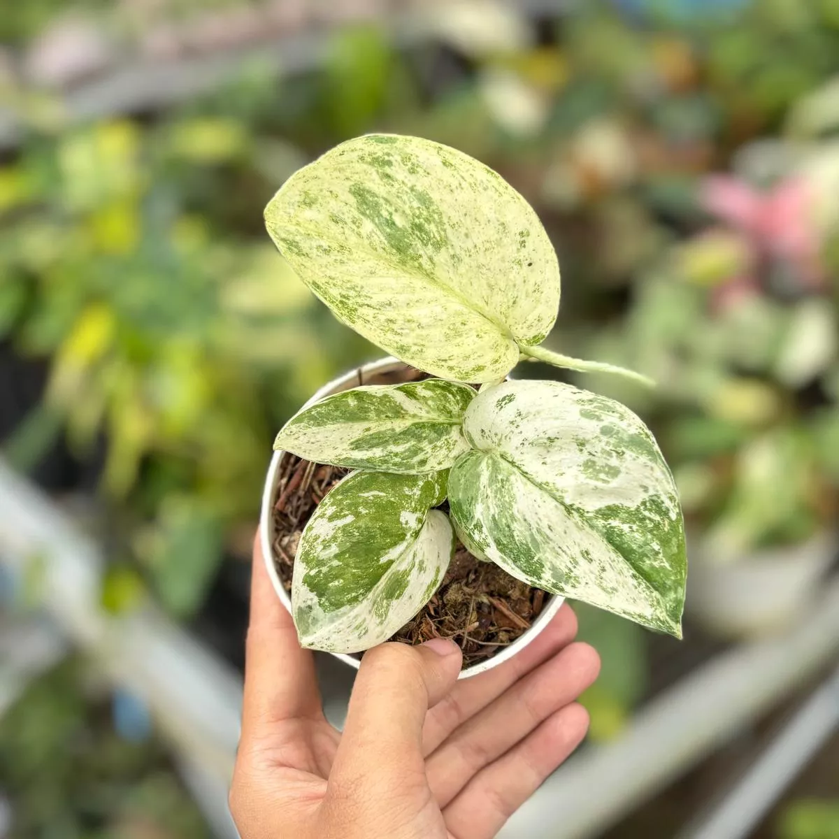 Scindapsus halimun Sp Cisangku