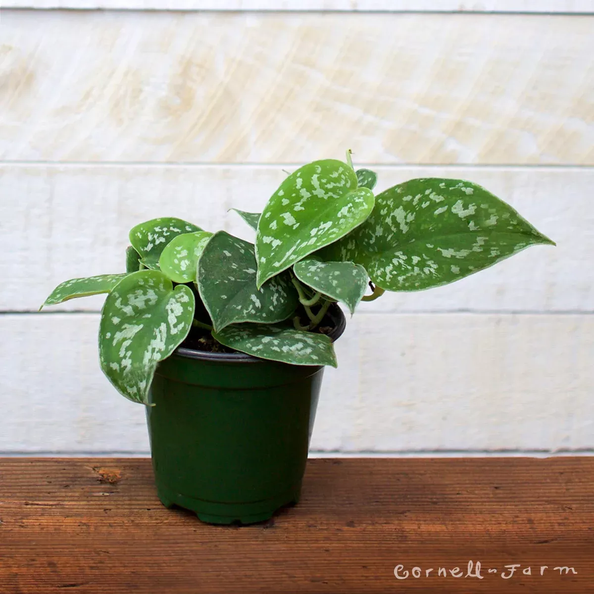 Scindapsus pictus 4in Satin Pothos