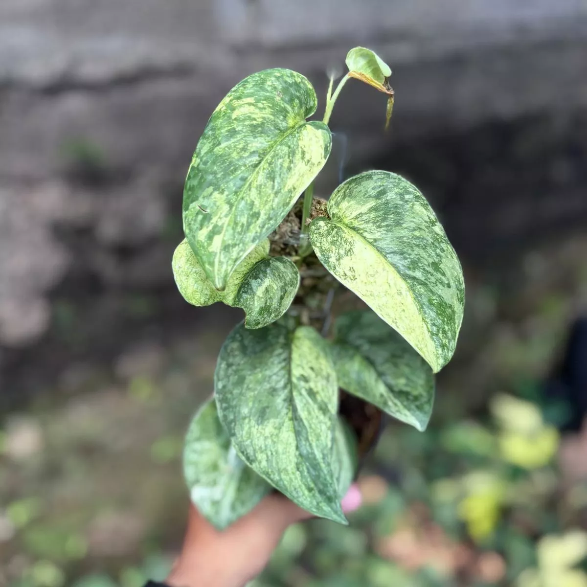 Scindapsus silver cloud – vining