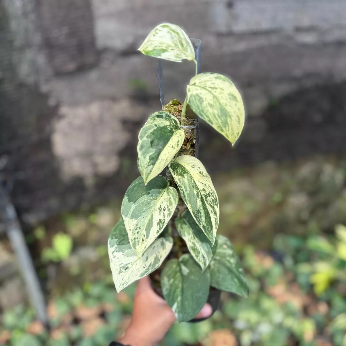 Scindapsus silver satin variegatedv1 – vining