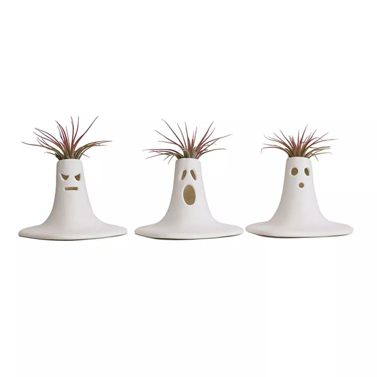 The Scream Tillandsia 2.5 ”