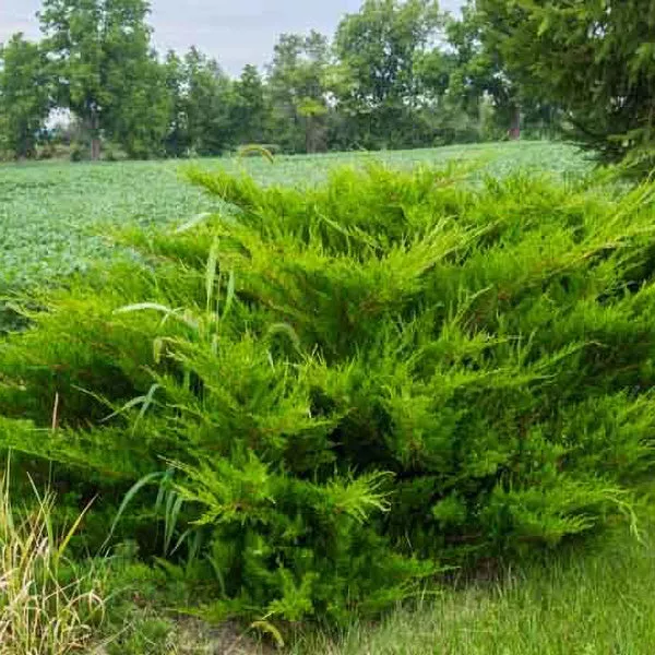 Sea Green Juniper – 5 Gallon