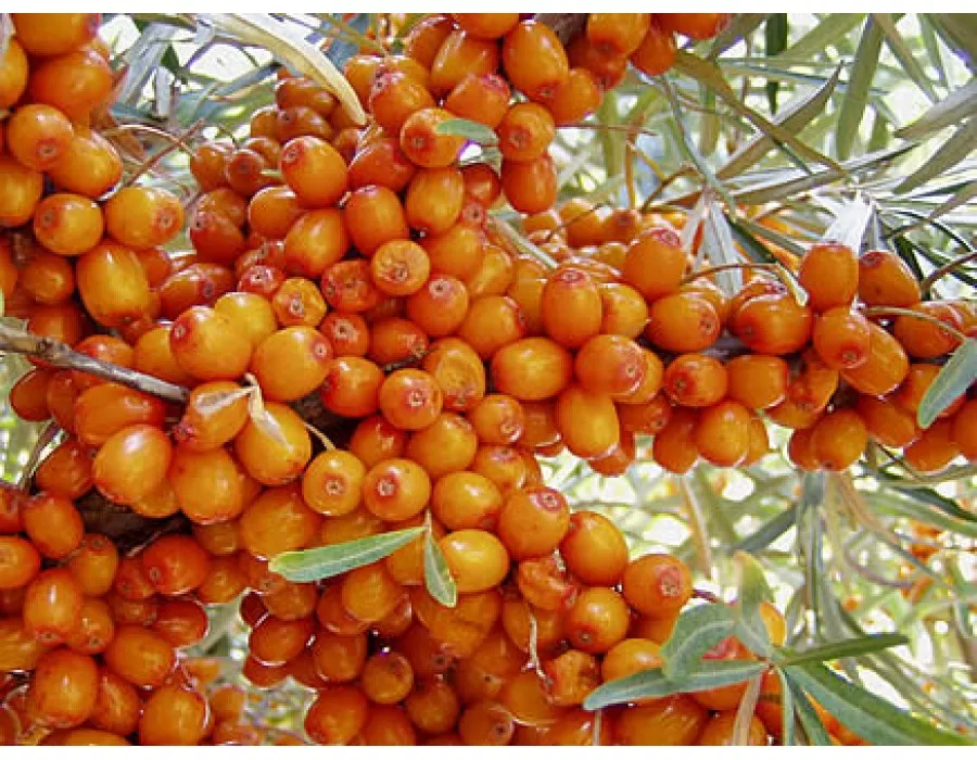 Seaberry (Orange Energy)