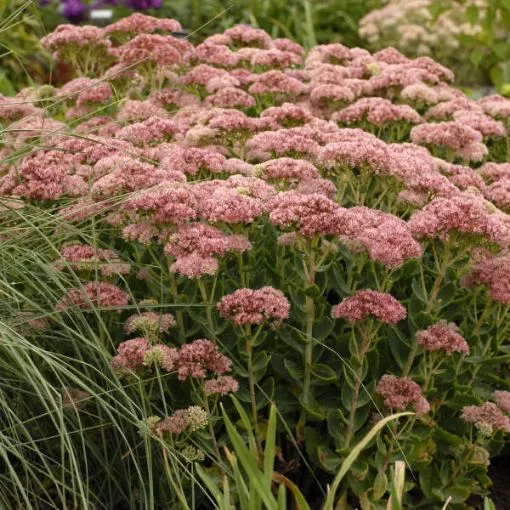 Sedum 'Autumn Fire' - One Quart Pot