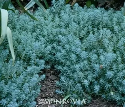 Sedum, Blue Spruce