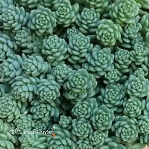 Sedum 'Blue Tears' - One Quart Pot