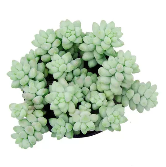 Sedum 'Burrito' (Donkey Tail)