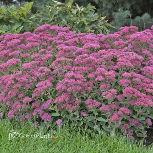 Sedum 'Carl' - One Quart Pot