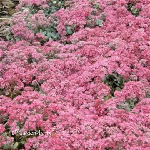 Sedum 'Cauticola' - One Quart Pot