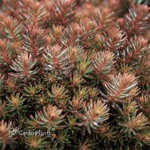 Sedum 'Chocolate Ball' - One Quart Pot