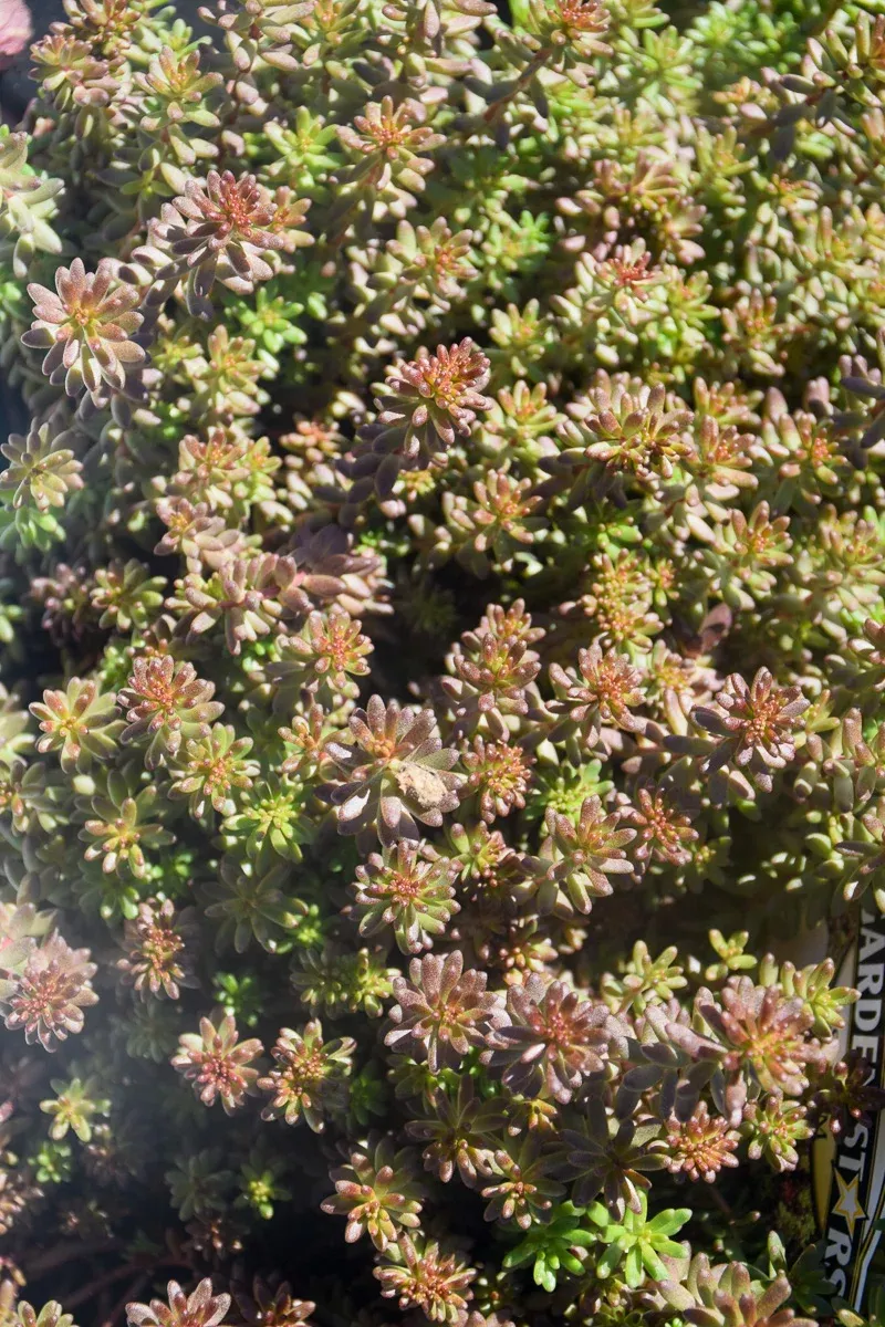 Sedum, Coral Carpet
