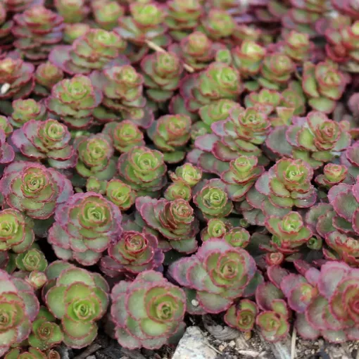 Sedum 'Dragon's Blood' - One Quart Pot