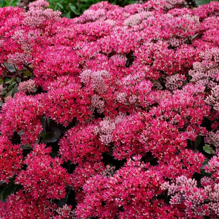 Sedum - Dynomite