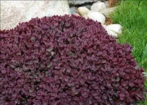 Sedum 'Firecracker' PPAF(25) BR Plants