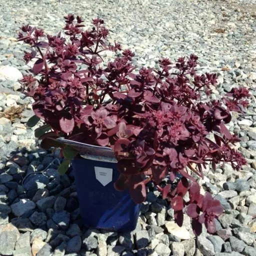 Sedum 'Firecracker' ~ SunSparkler Firecracker Sedum