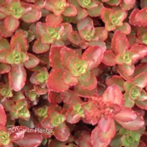 Sedum 'Fulda Glow' - One Quart Pot