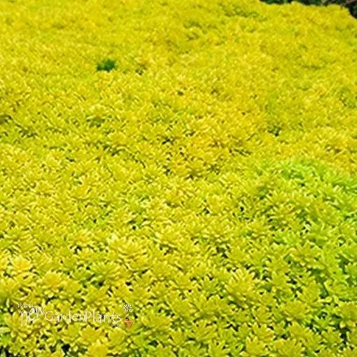 Sedum 'Gold Moss' - One Quart Pot