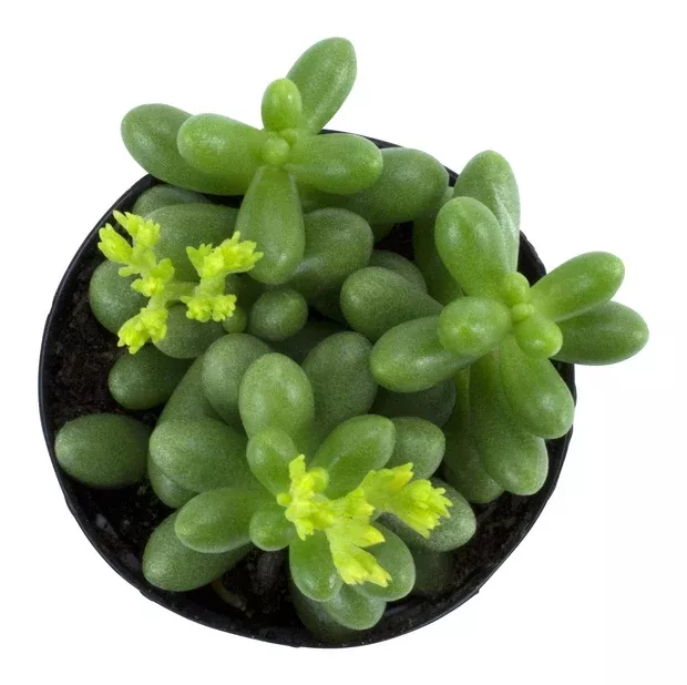 Sedum hernandezii