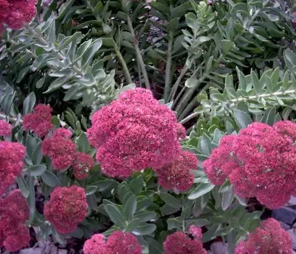 Sedum, Indian Chief