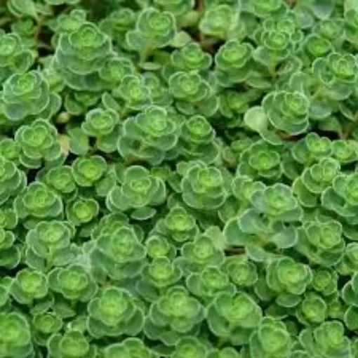 Sedum 'John Creech' - One Quart Pot