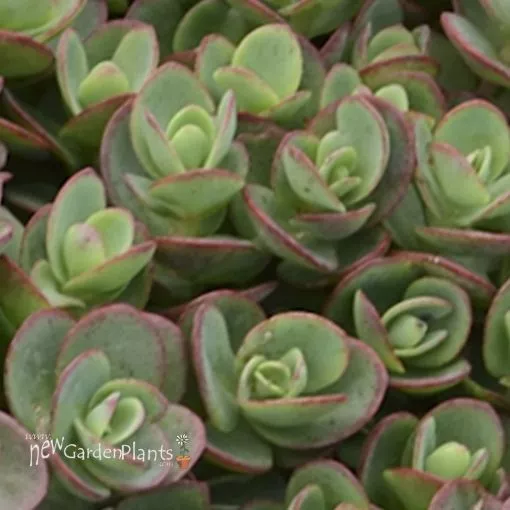 Sedum 'Lime Zinger' - One Quart Pot