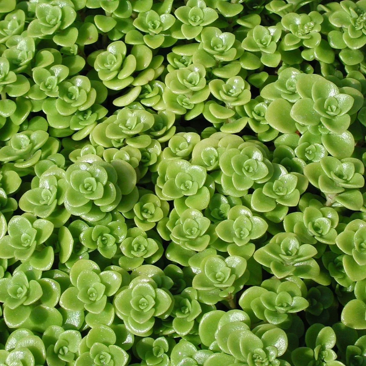 Sedum makinoi 'Limelight' Stonecrop