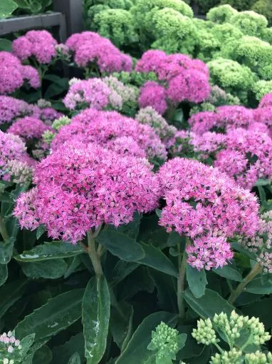 Sedum 'Neon' - One Quart Pot