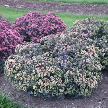 Sedum 'Night Light' PPAF (25) BR Plants