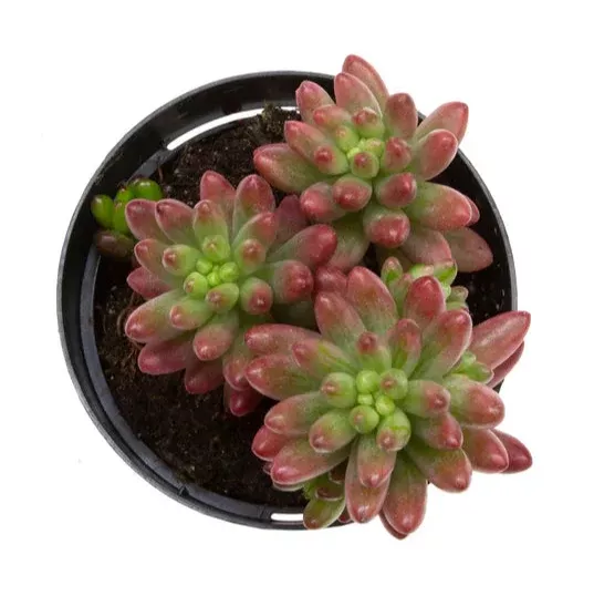 Sedum rubrotinctum ‘Aurora’
