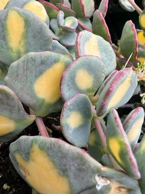 Sedum Sieboldii 'Mediovariegatum'