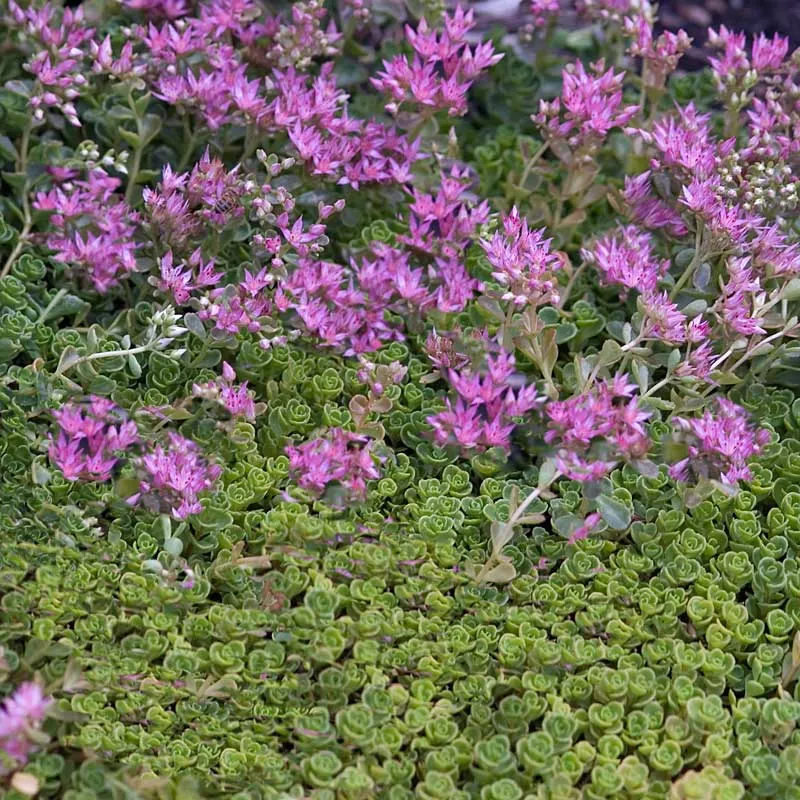 Sedum spurium ‘John Creech’