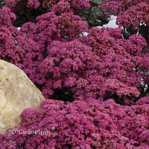 Sedum 'SunSparkler Dazzleberry' - One Quart Pot