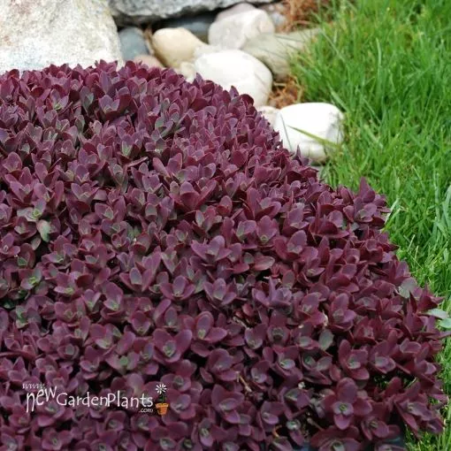 Sedum 'SunSparkler Firecracker' - One Quart Pot