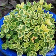 Sedum Sunsparkler ‘Lime Twister’