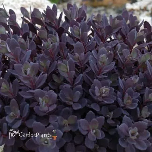Sedum 'SunSparkler Plum Dazzled' - One Quart Pot
