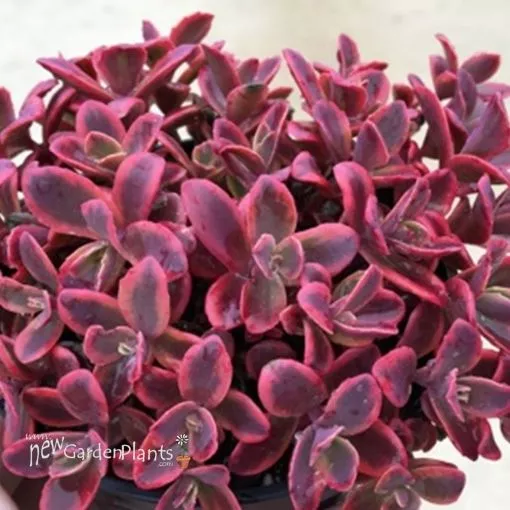 Sedum 'SunSparkler Wildfire' - One Quart Pot