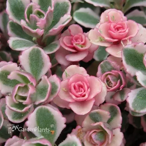 Sedum 'Tricolor' - One Quart Pot