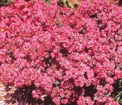 Sedum Vera Jameson